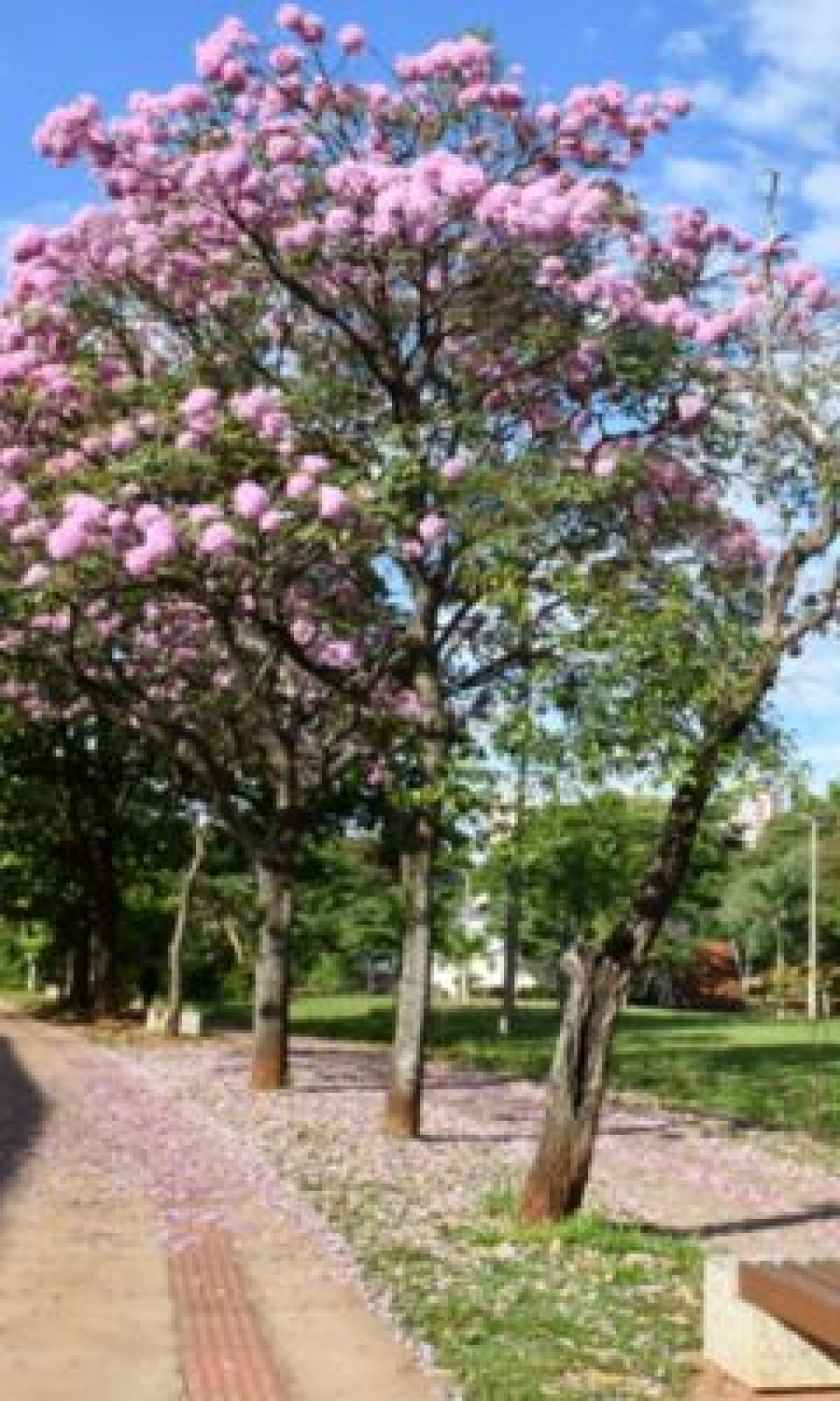 Parque do Povo